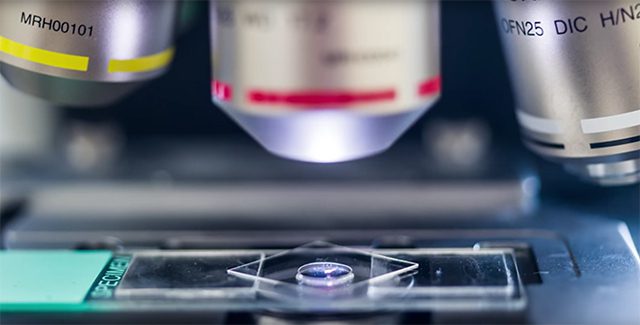 Scientists Confirm Reprogrammed Adult Stem Cells Identical to Embryonic Stem Cells